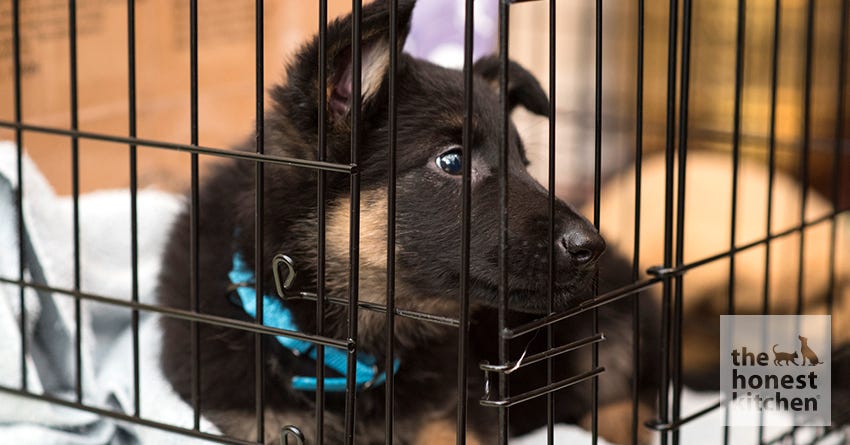 Crate Training Your Pup Isn t Putting Him in Jail The Honest Kitchen