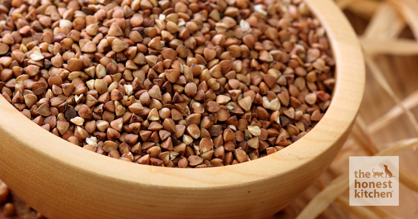 Understanding Sustainable Dog Food + 5 Foods To Try