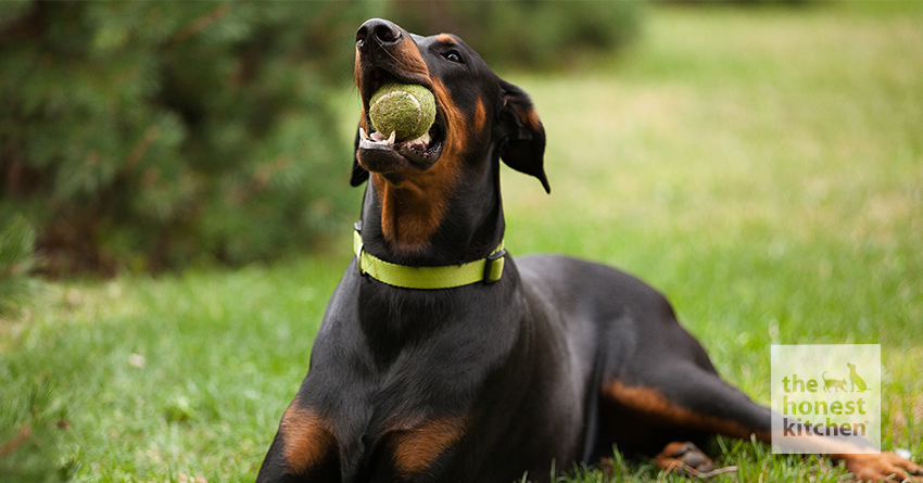 Best Dog Food for Doberman With Sensitive Stomach: Top Picks 2025