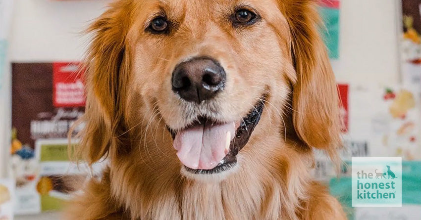Organic Dog Treats: What They Are & Other Things to Look For