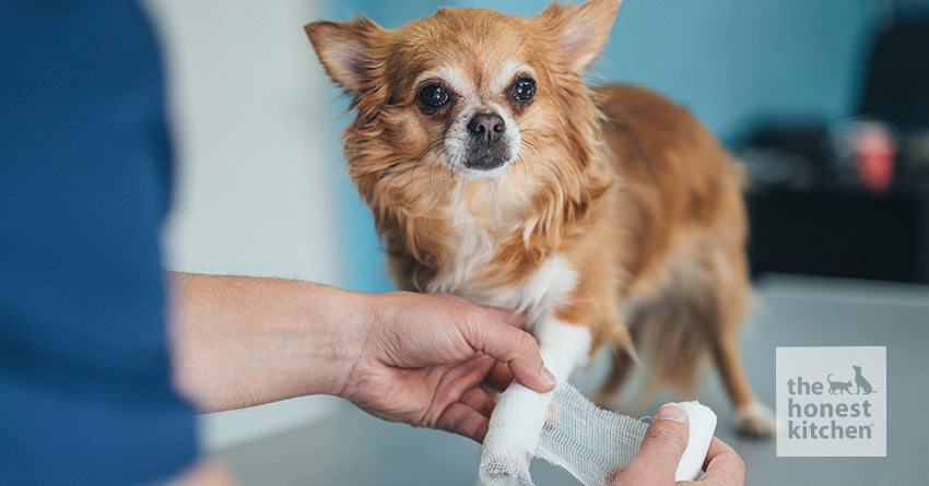 Dog Joint Pain: Signs, Treatment, and Prevention