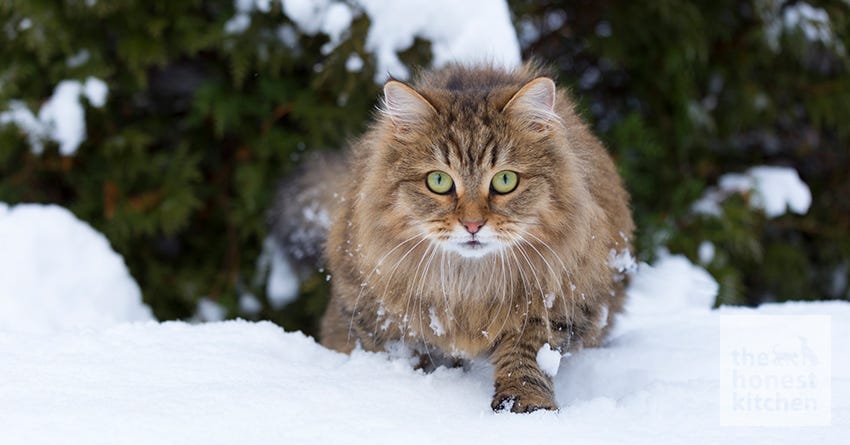 cat winter