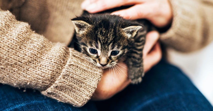 Raising a Kitten