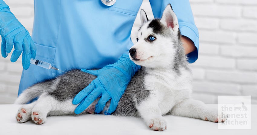 puppy vet
