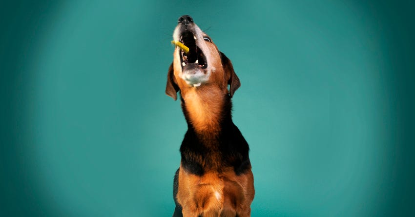 dog catch treat pill