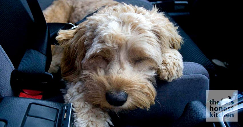 Vomiting Car Sickness Give Dog Benadryl For Car Ride On The Road