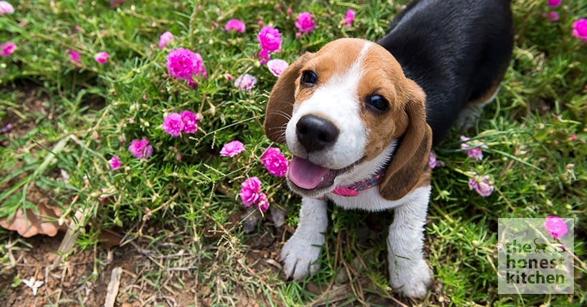 And They Called it Puppy Love: Things You Forgot About Raising a Puppy