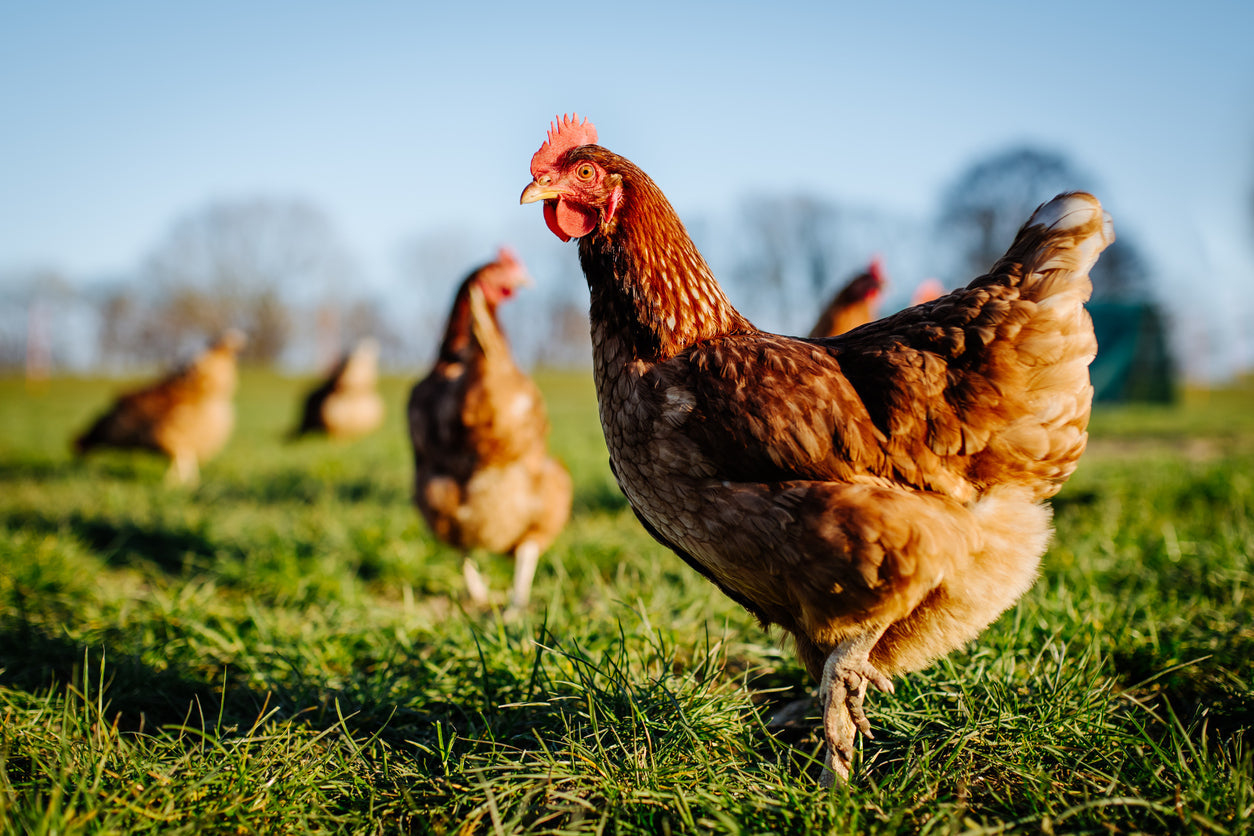 Chicken looking off into the distance in a field