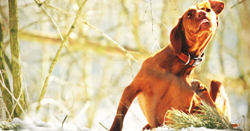 Itchy dog in the snow