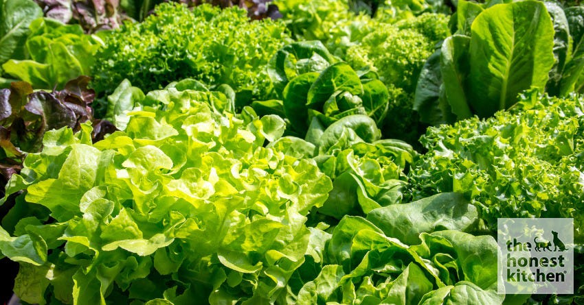 The Importance of Pigments in Foods