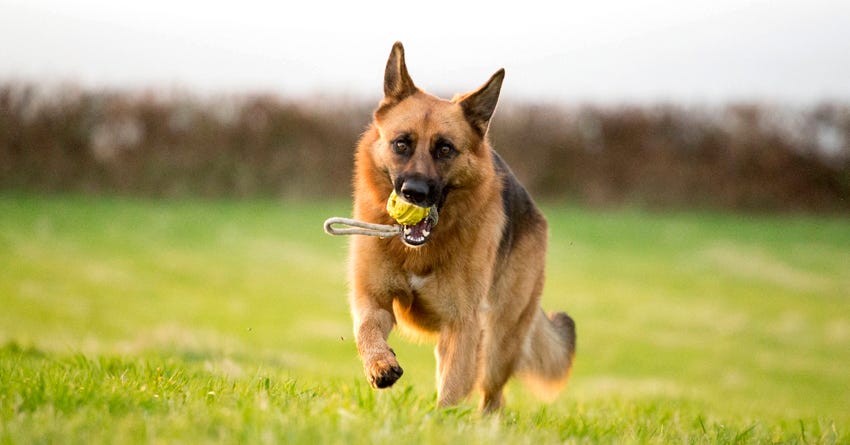 Top 5 Best Chew Toys for Powerful Breeds