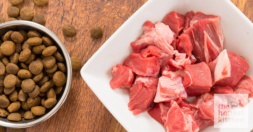 Dr. Laurie Coger on Protein Quality in Pet Food