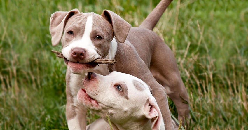 5 Questions to Ask Before Setting Up a Puppy Play Date