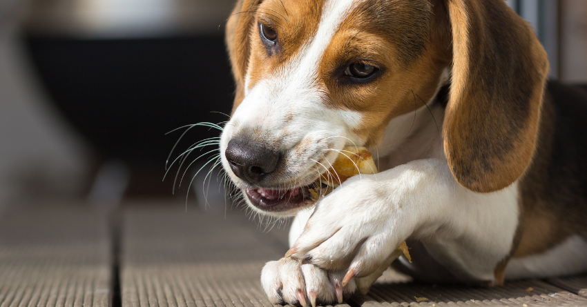 10 Rawhide Alternatives That Are Safe for Your Dog The Honest Kitchen