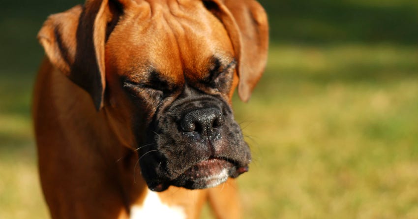 What is Reverse Sneezing in Dogs?