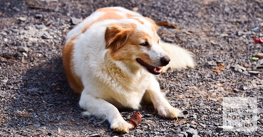 Frequently Asked Questions of senior dog diet needs