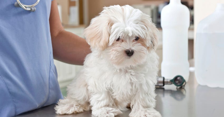 Top 5 Questions Every New Puppy Owner Should Ask Their Vet