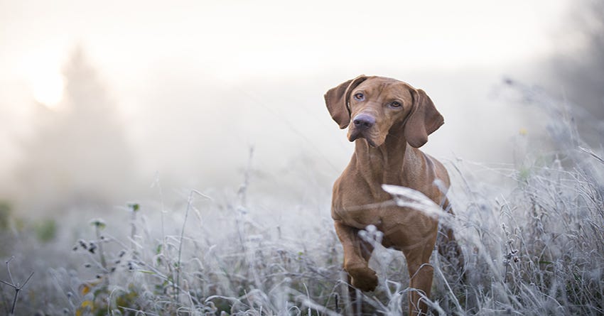 Taurine in Dog Food