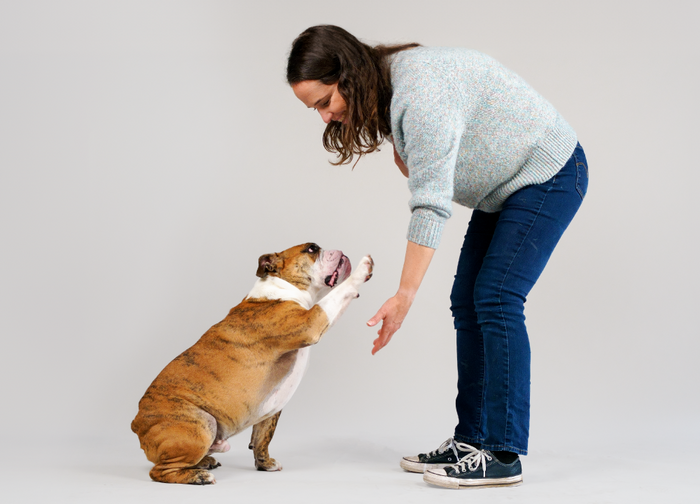 A woman in front of a gray background getting a "paw" from her bulldog. About The Honest Kitchen.