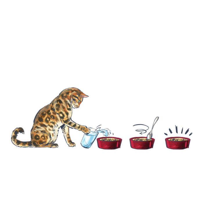 Illustration of a cat knocking water into a bowl of food, the second bowl shows a spoon stirring the food and the last bowl has a halo around it, noting that the food is "Done". This highlights the steps to make The Honest Kitchen's dehydrated cat food.