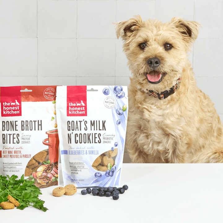 A scruffy tan dog sitting next to treats, looking happily at the camera. Subscription at The Honest Kitchen.