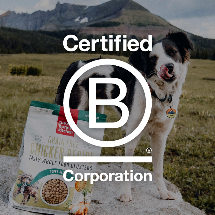 B Corp logo in front of an image of a dog in a field. Our Impact at The Honest Kitchen.