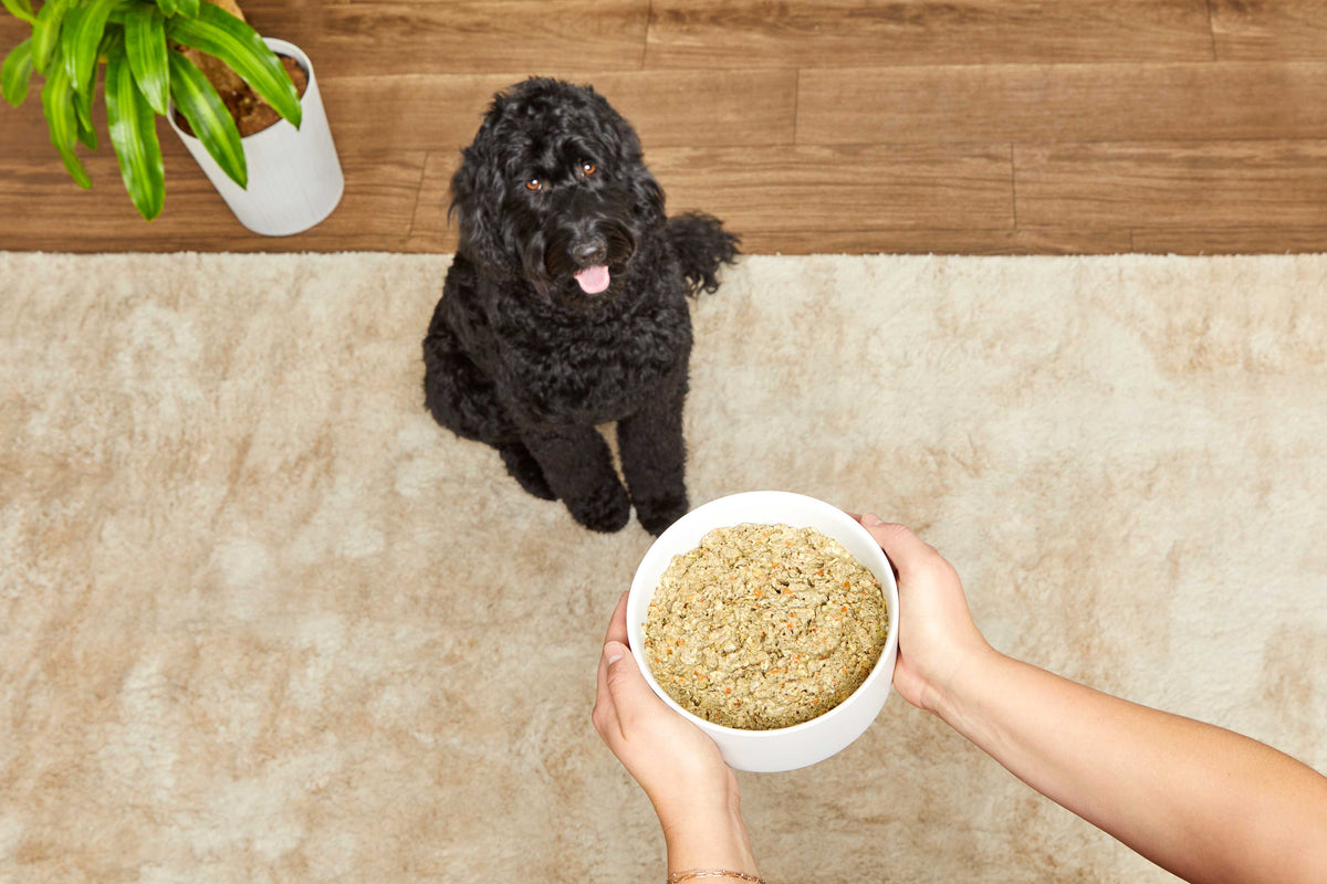 Black dog looking at a bowl of food held by a person on a carpeted floor. Our Story The Honest Kitchen