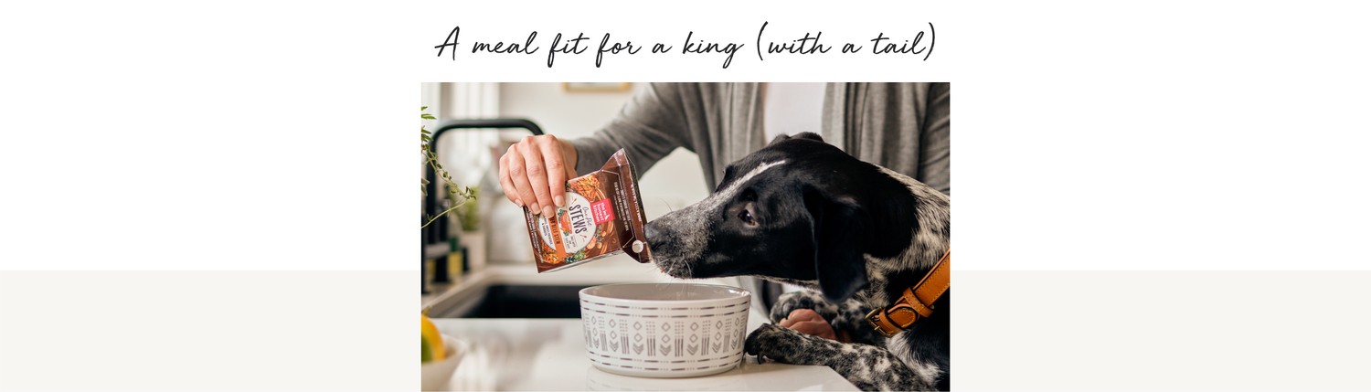 Black dog with white spots eating a one pot stew. Caption: A meal fit for a king (with a tail).