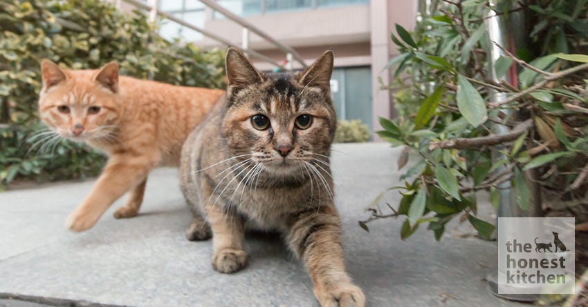 male cat and female kitten