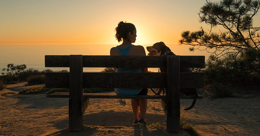 Dog in front of sunset
