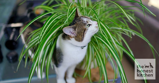 cat spider plant