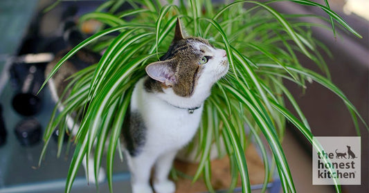 cat spider plant