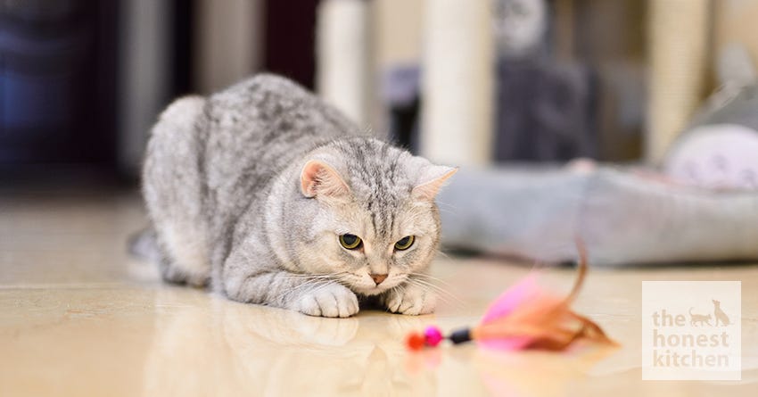 Cat playing with flirt pole