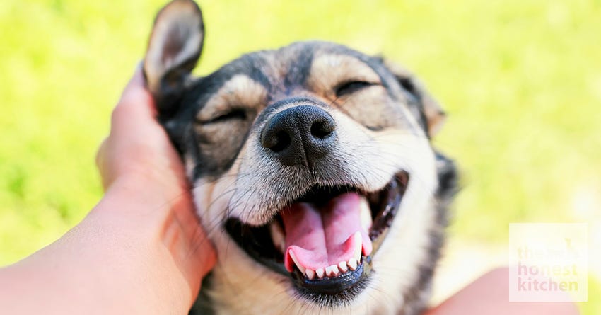 Joyful dog