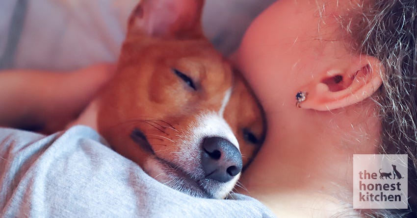 Illustration of Using Melatonin To Calm Dogs