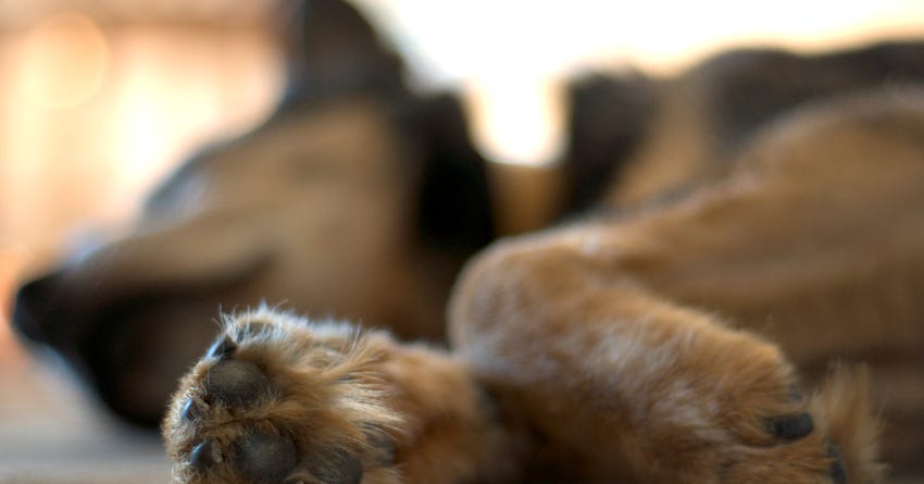 Getting a Rubdown: The Benefits of Sports and Therapeutic Massage for Dogs