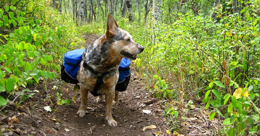 7 Tips for Teaching Your Dog to Wear a Pack