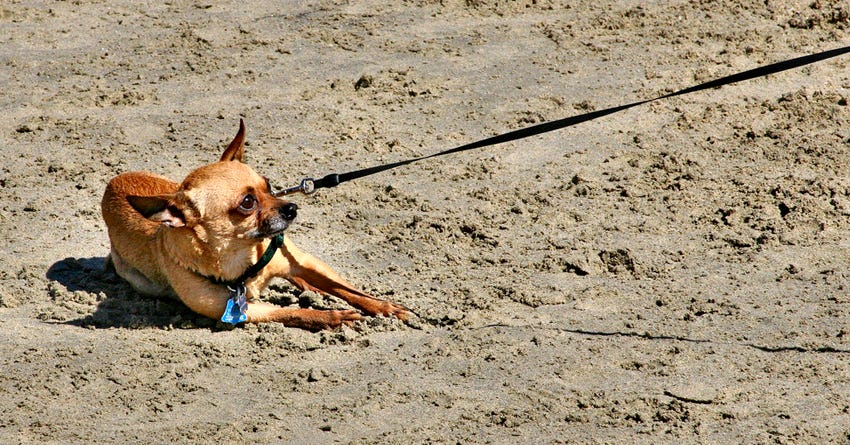 Pros And Cons Of Retractable Dog Leashes