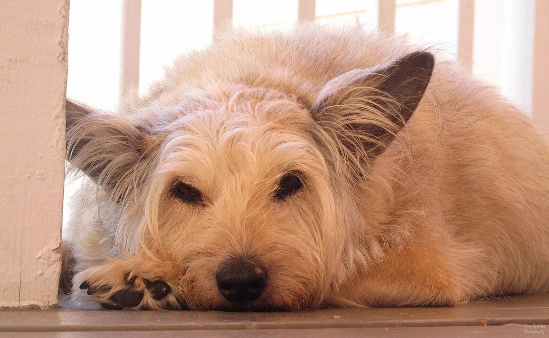 Cushing's Disease- A Quick Overview