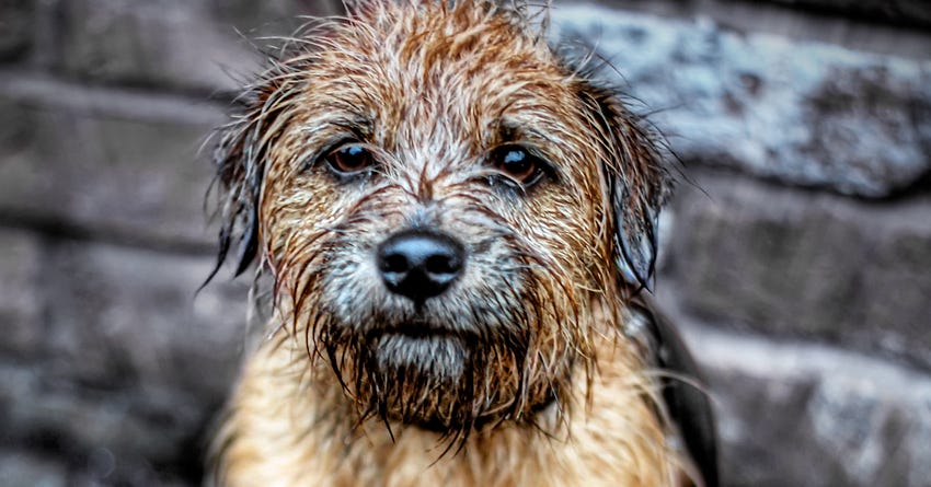 8 Tips to Teach Your Dog to Go Outside in the Rain