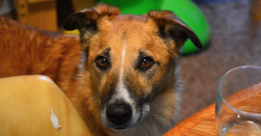 6 Times It’s a Good Idea to Ignore Your Dog