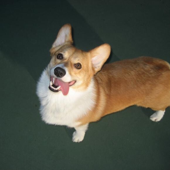 Finn