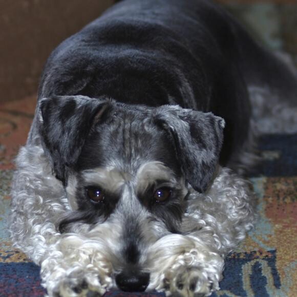Bogie