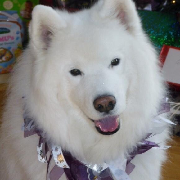 Stoli
