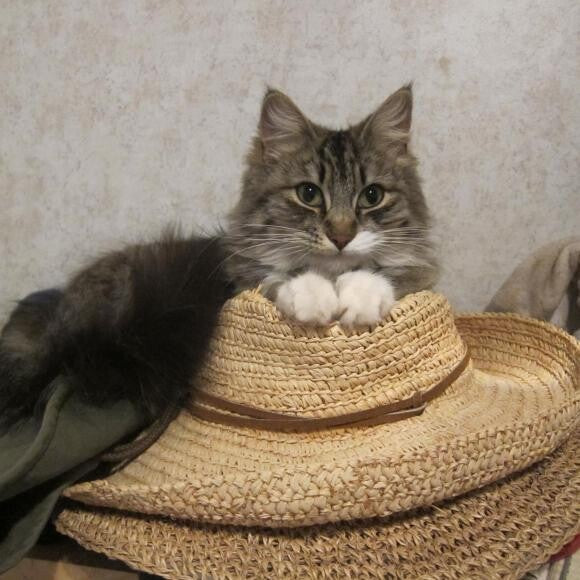 Mittens