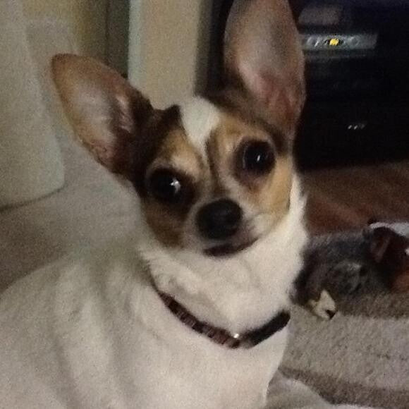 Sammy