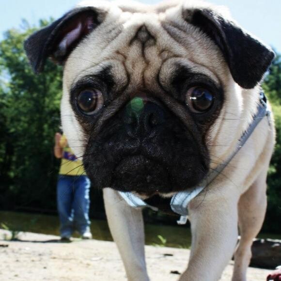 Bruno
