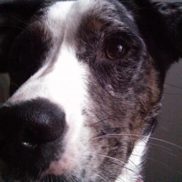 Sofie