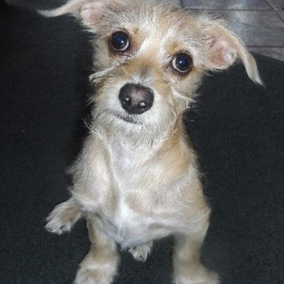 ALFIE