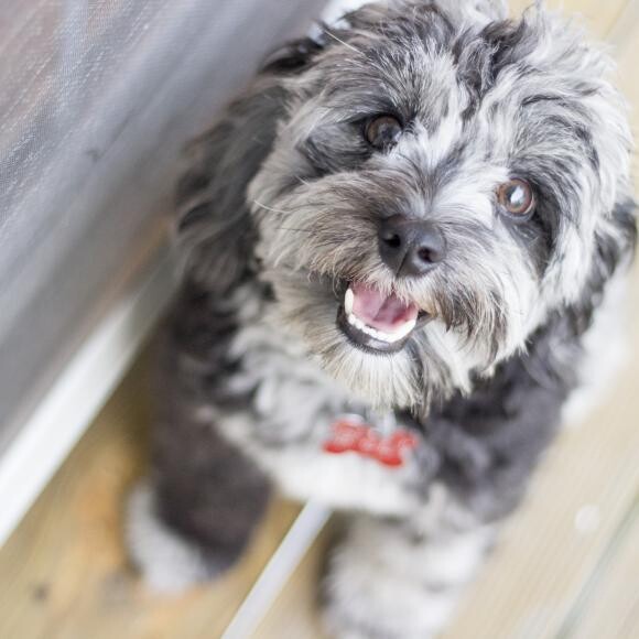 Cooper